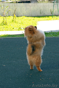 Мальчик померанского шпица 9 месяцев #1328519