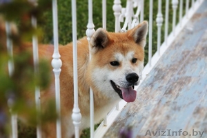 Щенки Хатико ждут родителей! #1325291