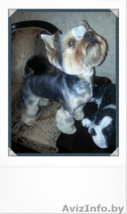 СТРИЖКА СОБАК-ЖЛОБИН.+375447538491 #676306