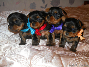 щенки йоркширского #1320930