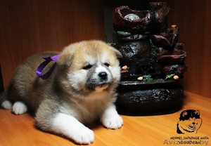 Племенной питомник предлагает щенков, породы акита-ину (хатико) #1323323