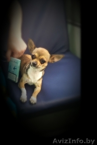 Продаю Чихуашку #1329316