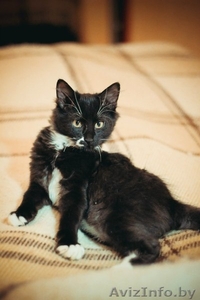 Юный джентельмен во фраке ищет дом! #1326313