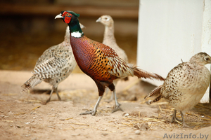 Продам охотничьих фазанов. #1321557