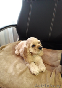 Щeнkи американскoгo кoкер спaниеля #1330225