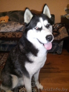 Продам Сибирский Хаски #1320801