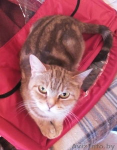 Британская кошка за символическую плату #1333705