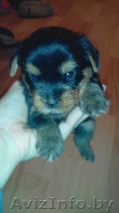 Щенки йоркширского терьер #1342696