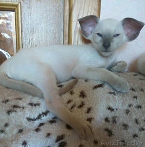 Ориентальные и сиамские котята #1333700