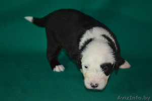 бобтейлы в Витебске #1335902