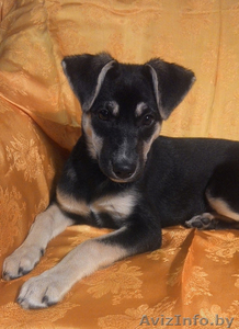 Милейший щенок в дар! #1341009