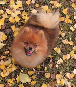 Подрощенный мальчика померанского шпица,  недорого. #1334894