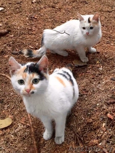 СРОЧНО! Отдадим прекрасных котят в хорошие руки #1333609