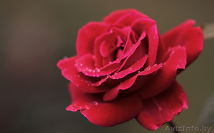 Цветочный магазин #1340000