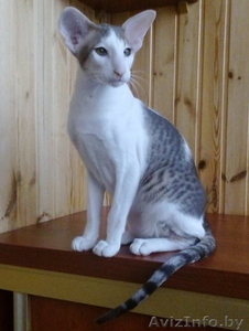 Ориентальный котенок #1333703