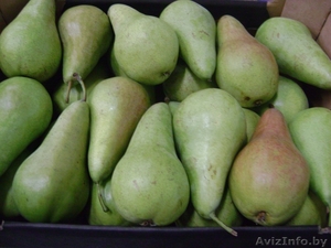 груши Конференция ,  лукасувка #1337947