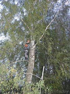 Удаление,  обрезка деревьев #1333287