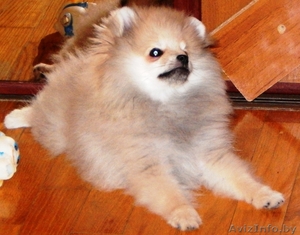  Померанскоий шпиц #1333946