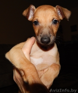 Щенок левретки или итальянской борзой #1333945