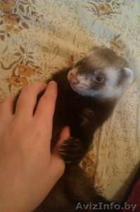 Продаётся хорёк #1338027