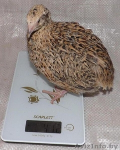 перепела несушки и молодняк #1333950