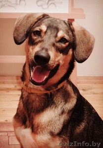 Шетти - ищем дом молодой домашней собачке  #1331948