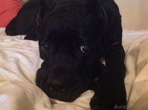 Кане-корсо ищет дом! #1339623