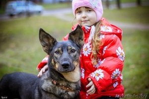 Бетти - очаровательная молодая собачка в поисках дома #1310543