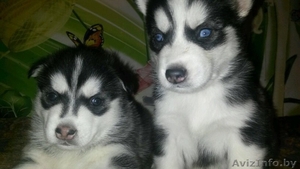 Аляские маламутики или просто  хаски #1336937