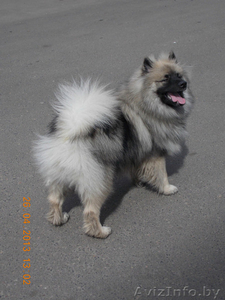 ЩЕНКИ немецкого Вольфшпица(Кеесхонд)  #1340191