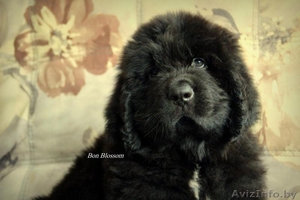 Щенок ньюфаундленда #1337895