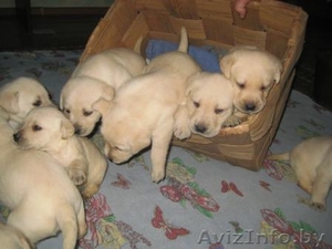 Крепкие чистопородные щенки лабрадора ретривера #1332790