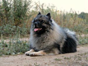 Кеесхонд/Вольфшпиц для вязки #1337443