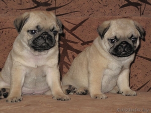 Мопс щенки мальчики и девочки #615391