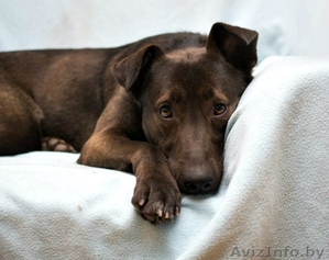 Шоколадная красавиц в дар #1342981