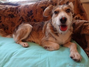 Отдам даром кусочек своего сердца! #1336580