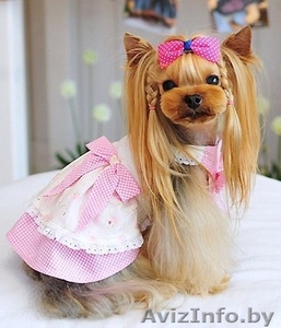 Груминг(стрижка) собак в Орше с выездом на дом #1337735