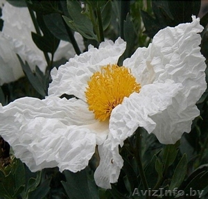 Ромнея Культера. Romneya coulteri. Древовидный калифорнийский мак #1296223
