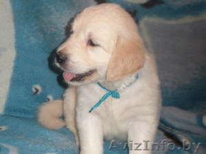 ЩЕНКИ ГОЛДЕН (ЗОЛОТИСТОГО) РЕТРИВЕРА #1341239