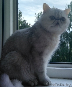 Нужен кот экзот экстримал для вязки.  #1334422