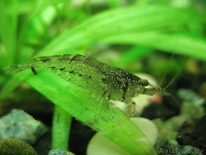 Продаются малыши креветок,  улиток ампулярий и моллинезии #1348808