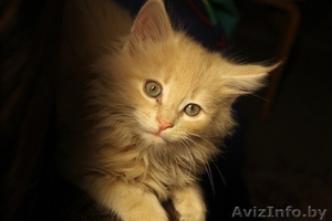 Крупные мейн-куны по низкой цене #1354497