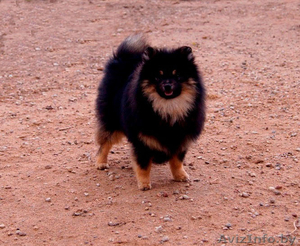 Малый шпиц черно-подпалого окраса #1347228