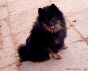 Малого шпица щенок мальчик #1347225