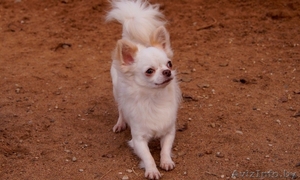  кобель Чихуахуа #1347238