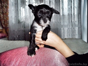 Продам щенков китайской хохлатой #1355028