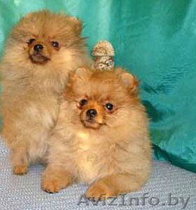 Померанский шпиц щенки #1345165