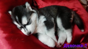 Черно-белые, голубоглазые щенки Сибирской Хаски от HORD HEAT BAFFI  #1347084
