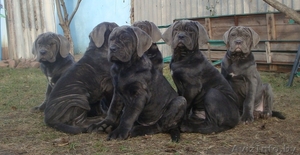 мастино наполетано #1346619