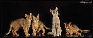 абиссинские котята  дикого окраса #1354632